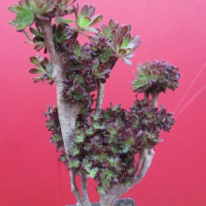 Aeonium cristata