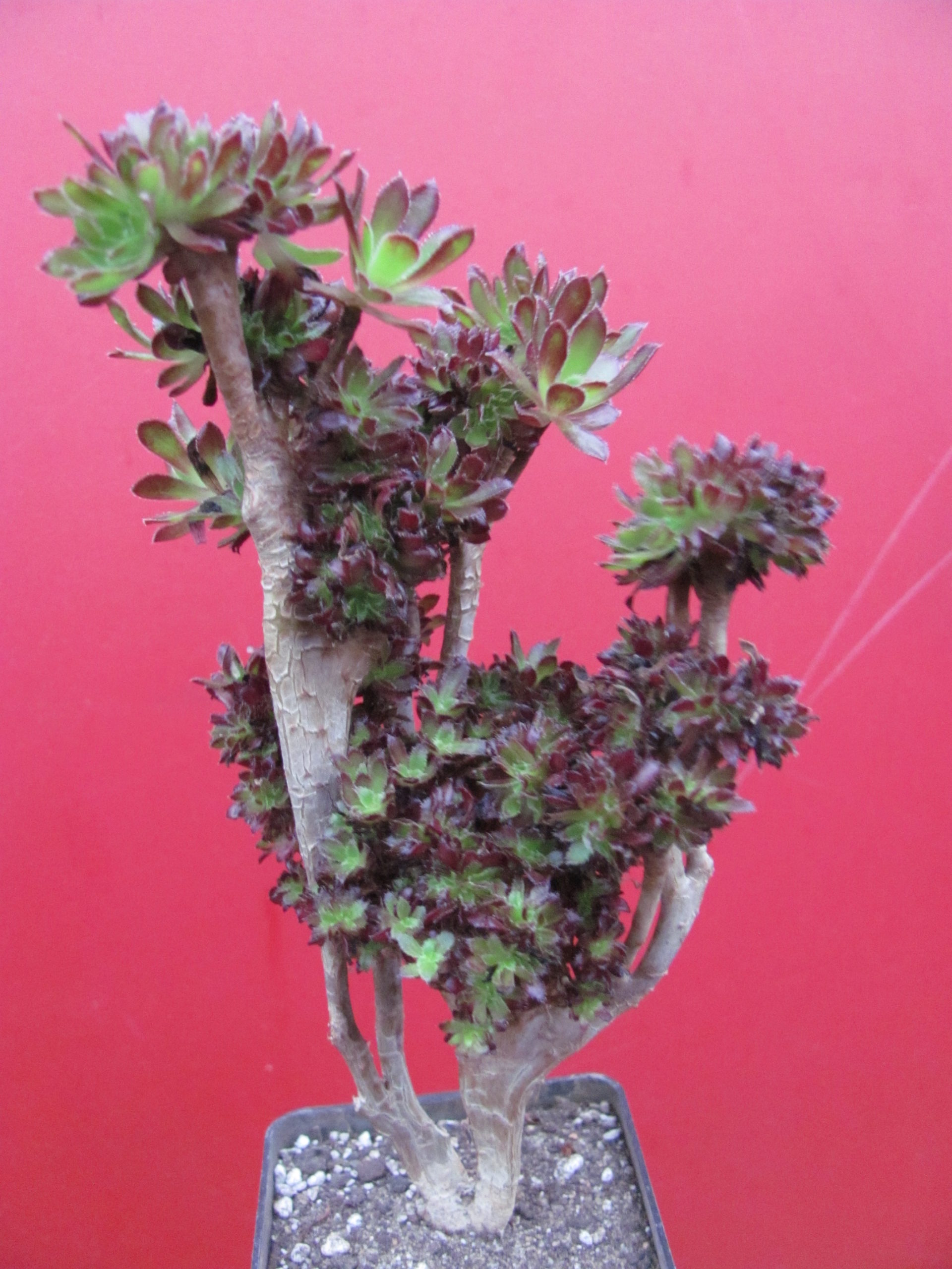 Aeonium cristata