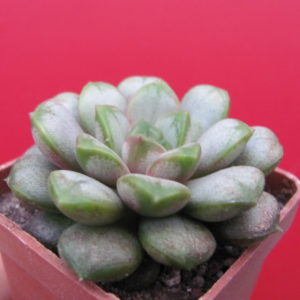 Echeveria   amethorum