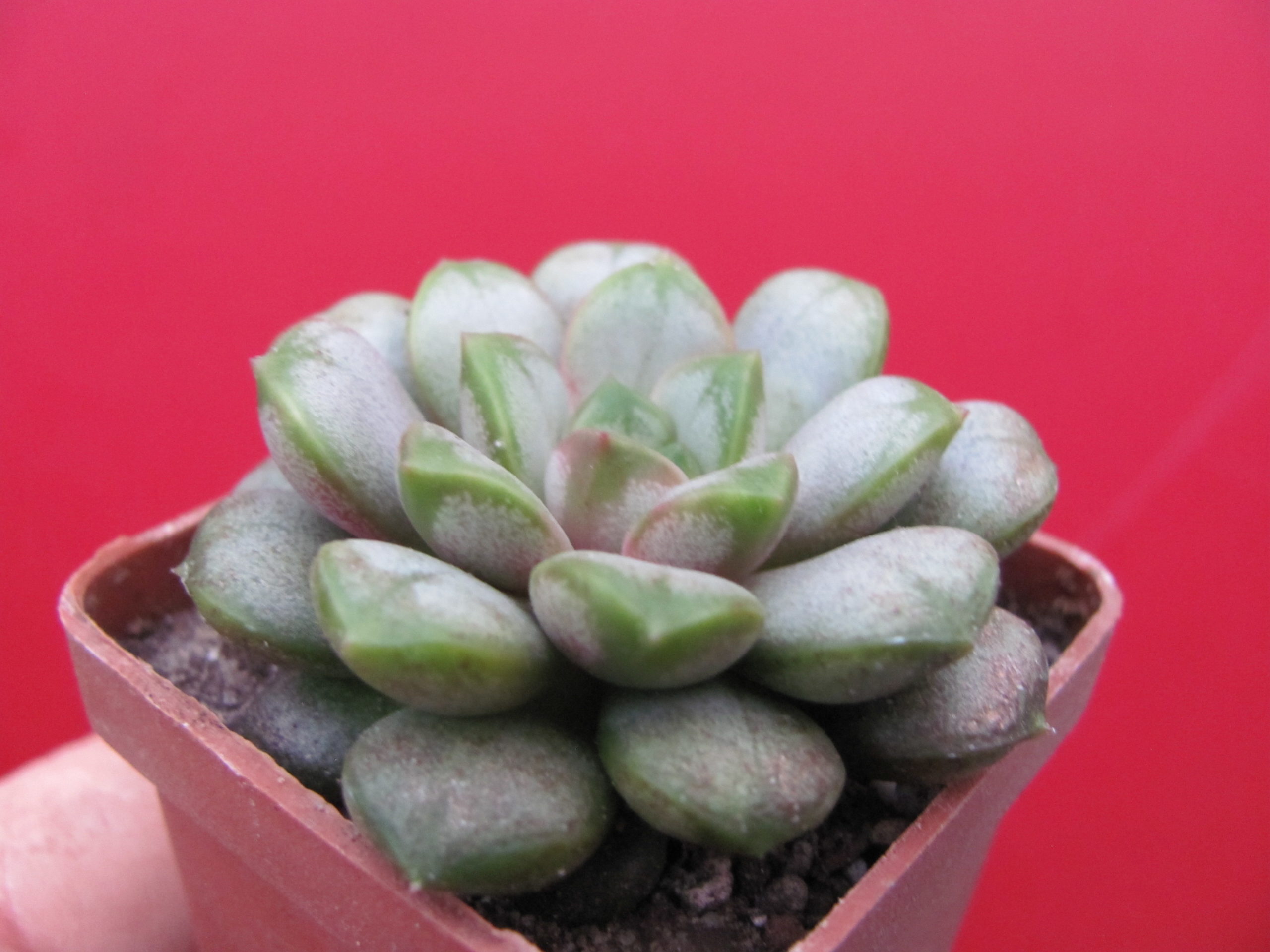 Echeveria amethorum