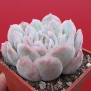 Echeveria  Snow Ball