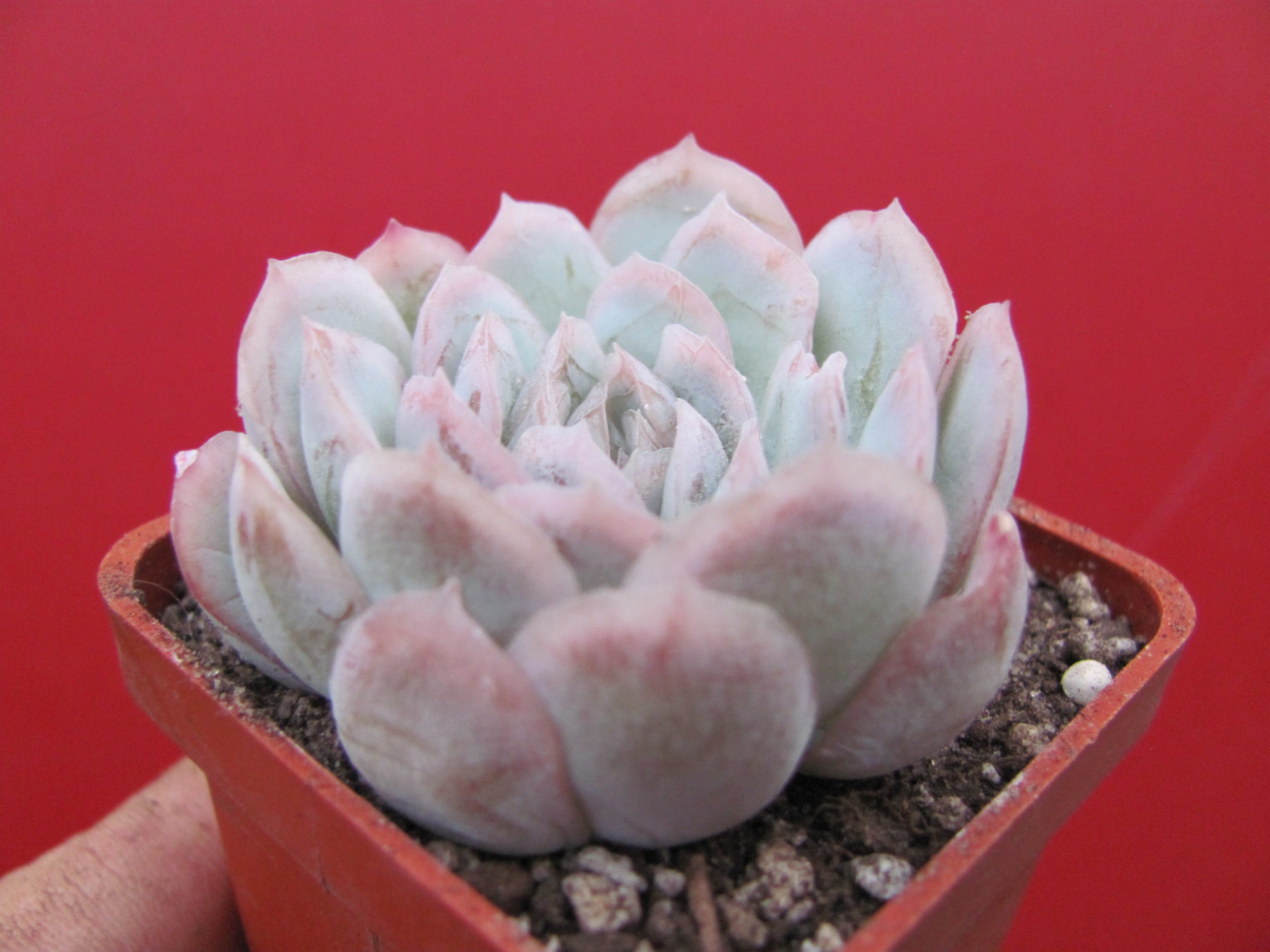 Echeveria Snow Ball