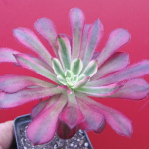 Aeonium Mardi Gras