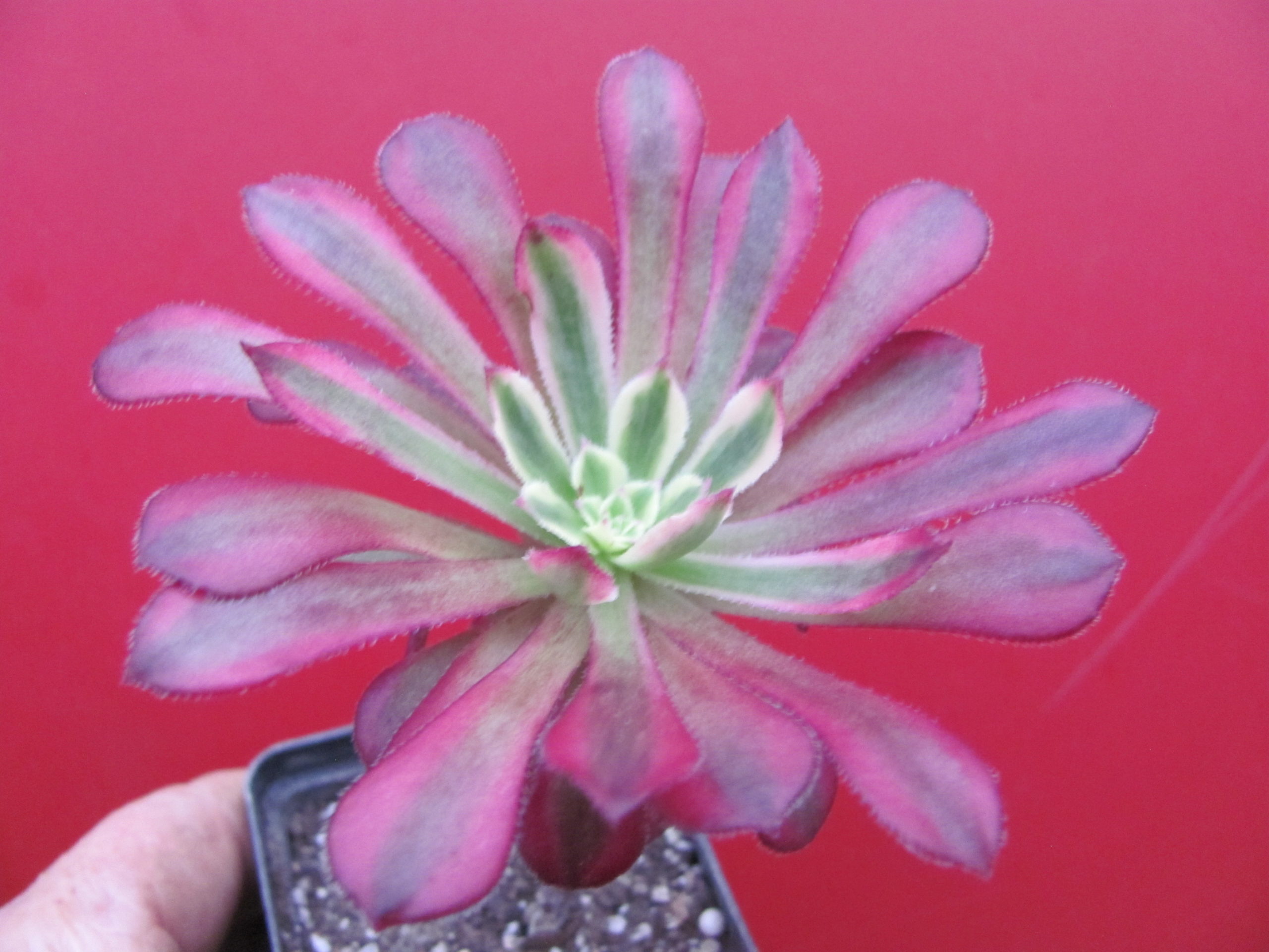 Aeonium Mardi Gras