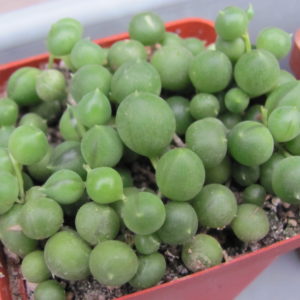 Senecio rowleyanus