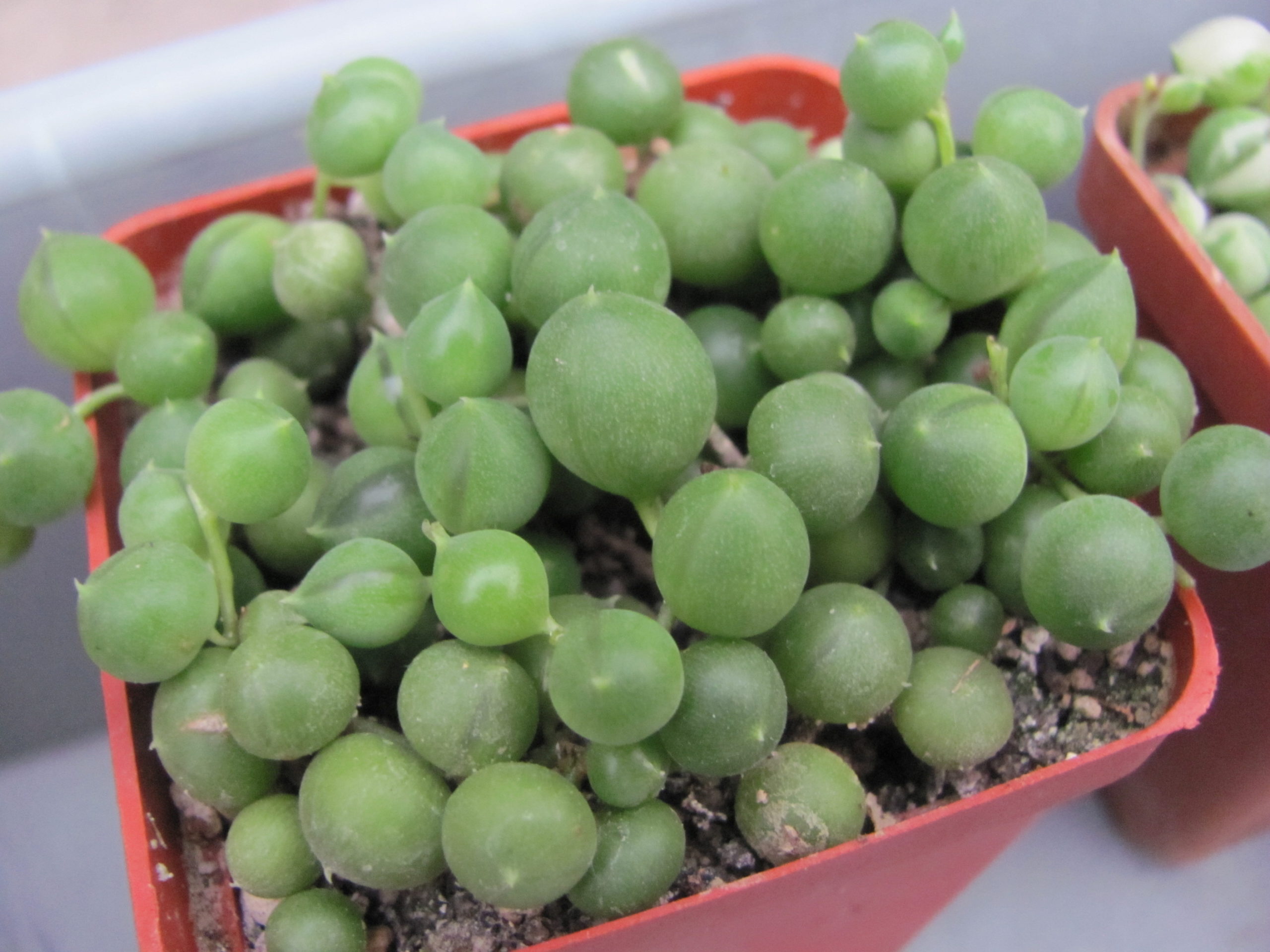 Senecio rowleyanus