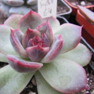 Echeveria     *Black  Rose*      Korea