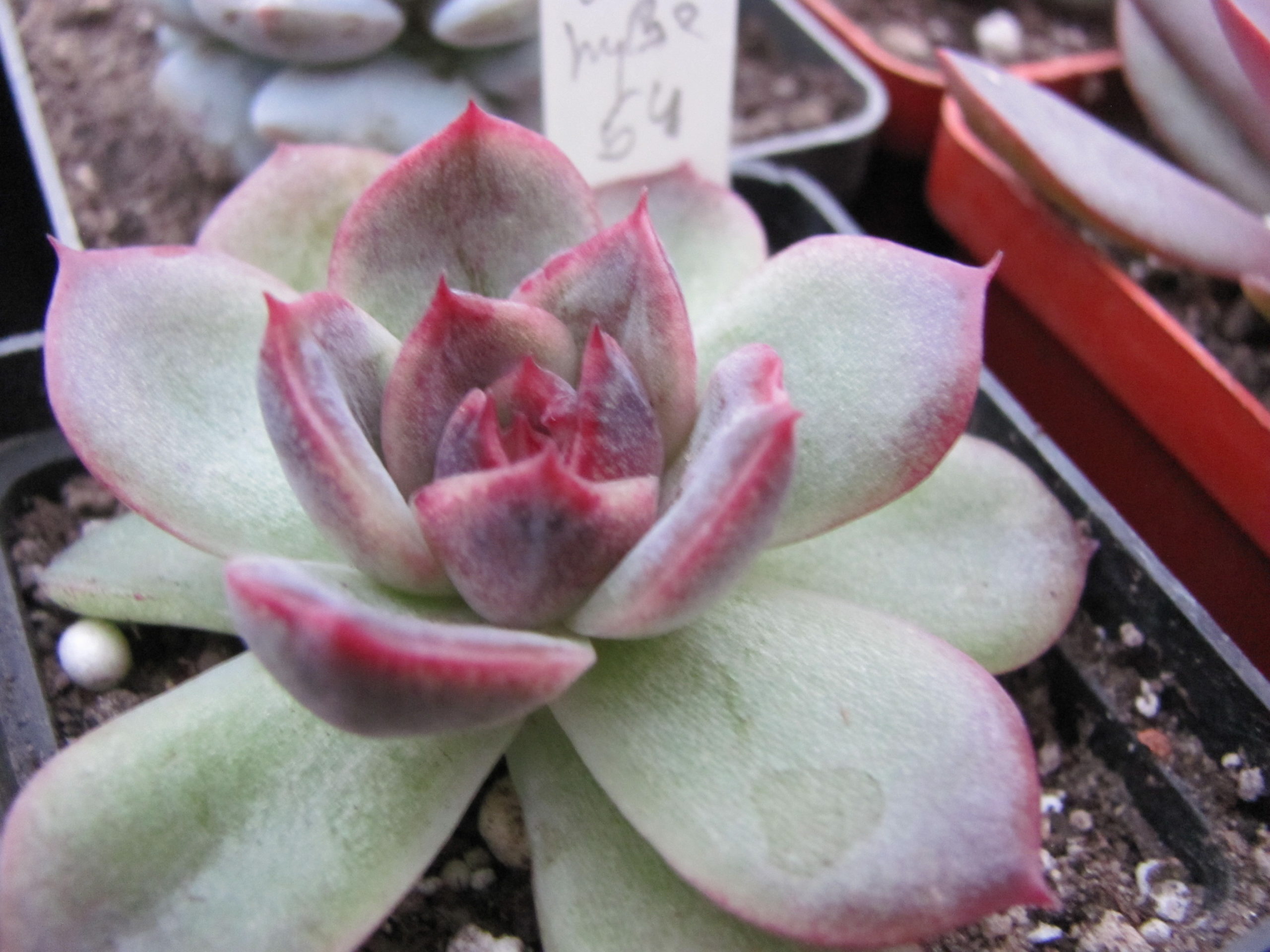 Echeveria *Black Rose* Korea