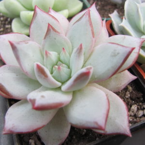 Echeveria  Blue Bird