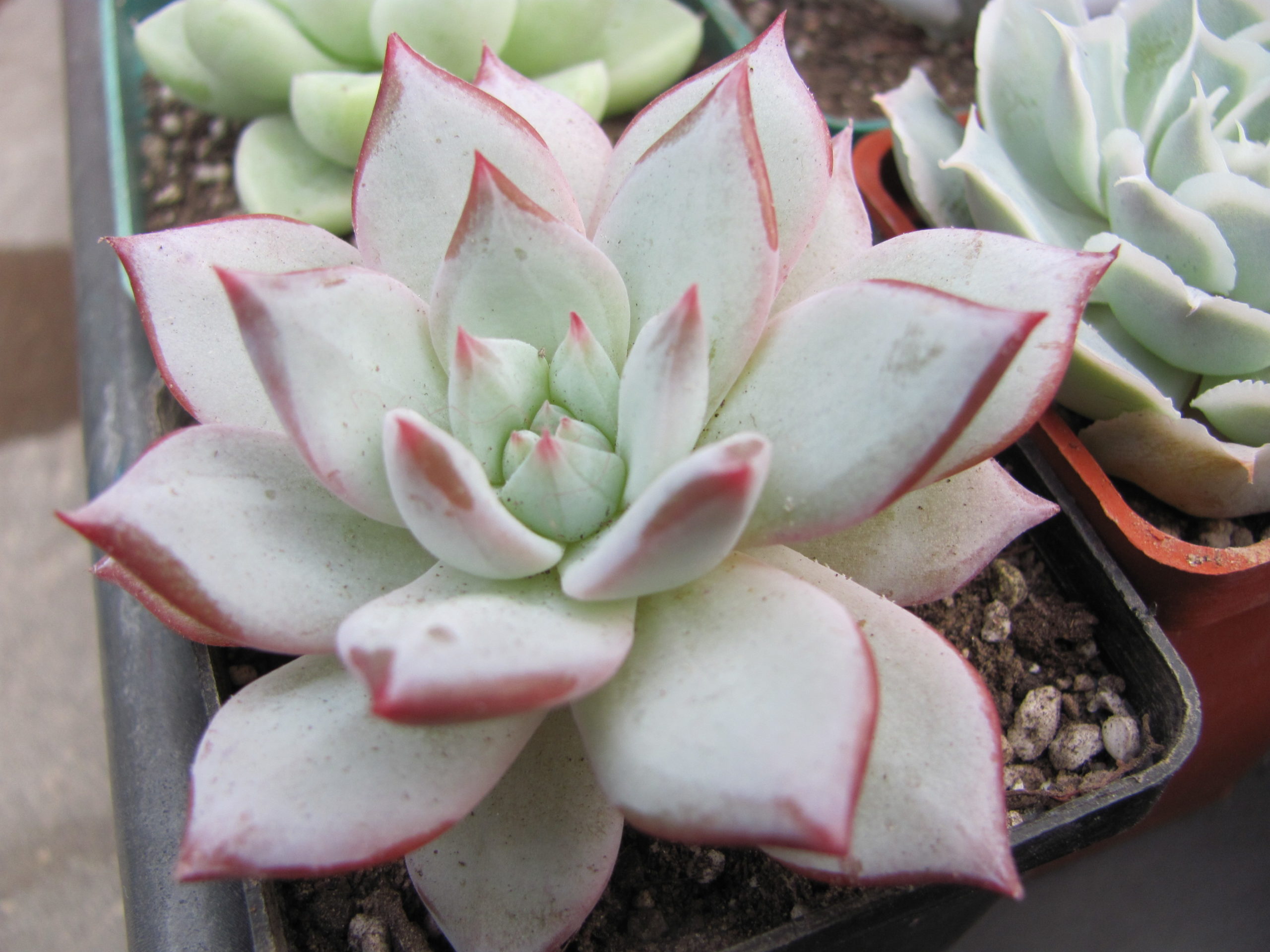 Echeveria Blue Bird