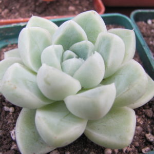 Echeveria   albicans