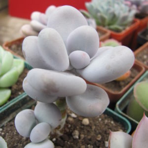 Pachyphytum oviferum