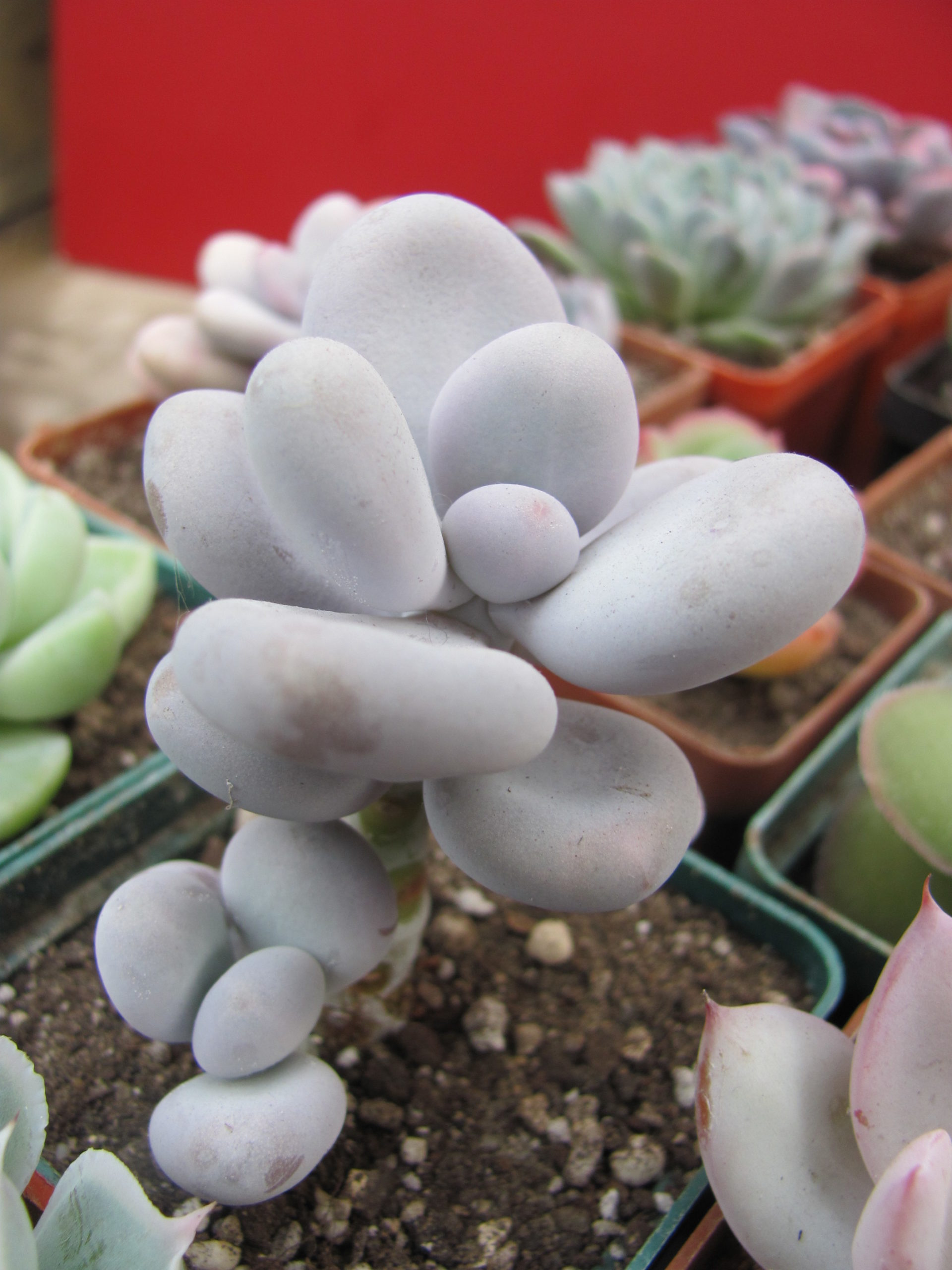 Pachyphytum oviferum