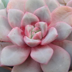 Echeveria *Jelly Jem*  Red