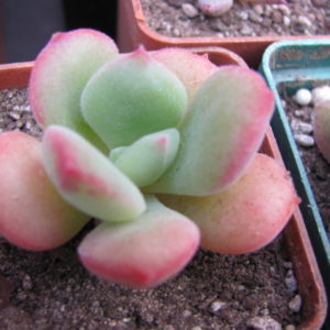 Echeveria pulvinata  hybr.