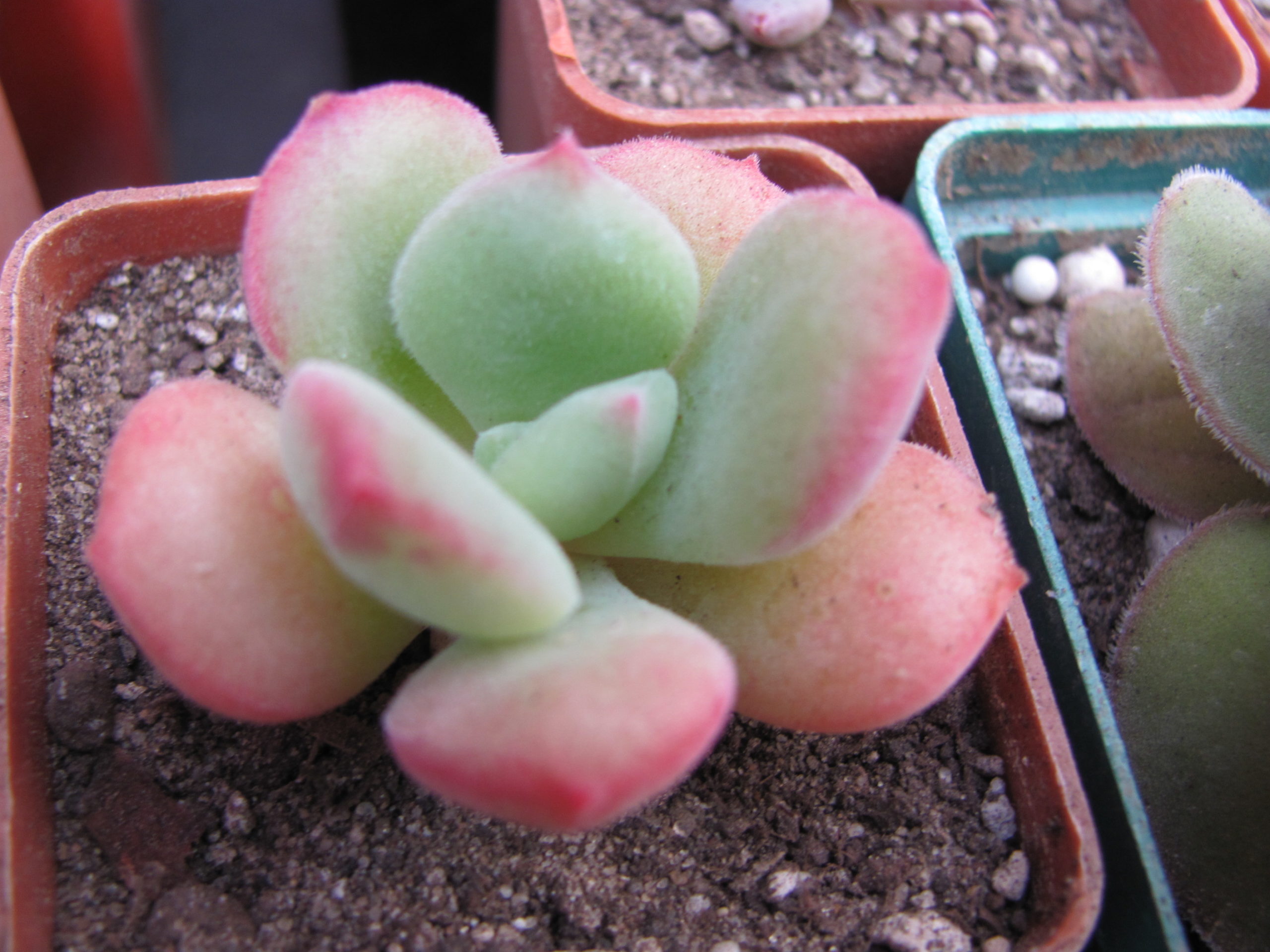 Echeveria pulvinata hybr.