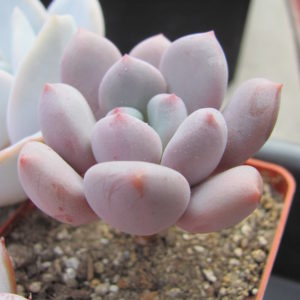 Pachyphytum oviferum   hybr.    #100