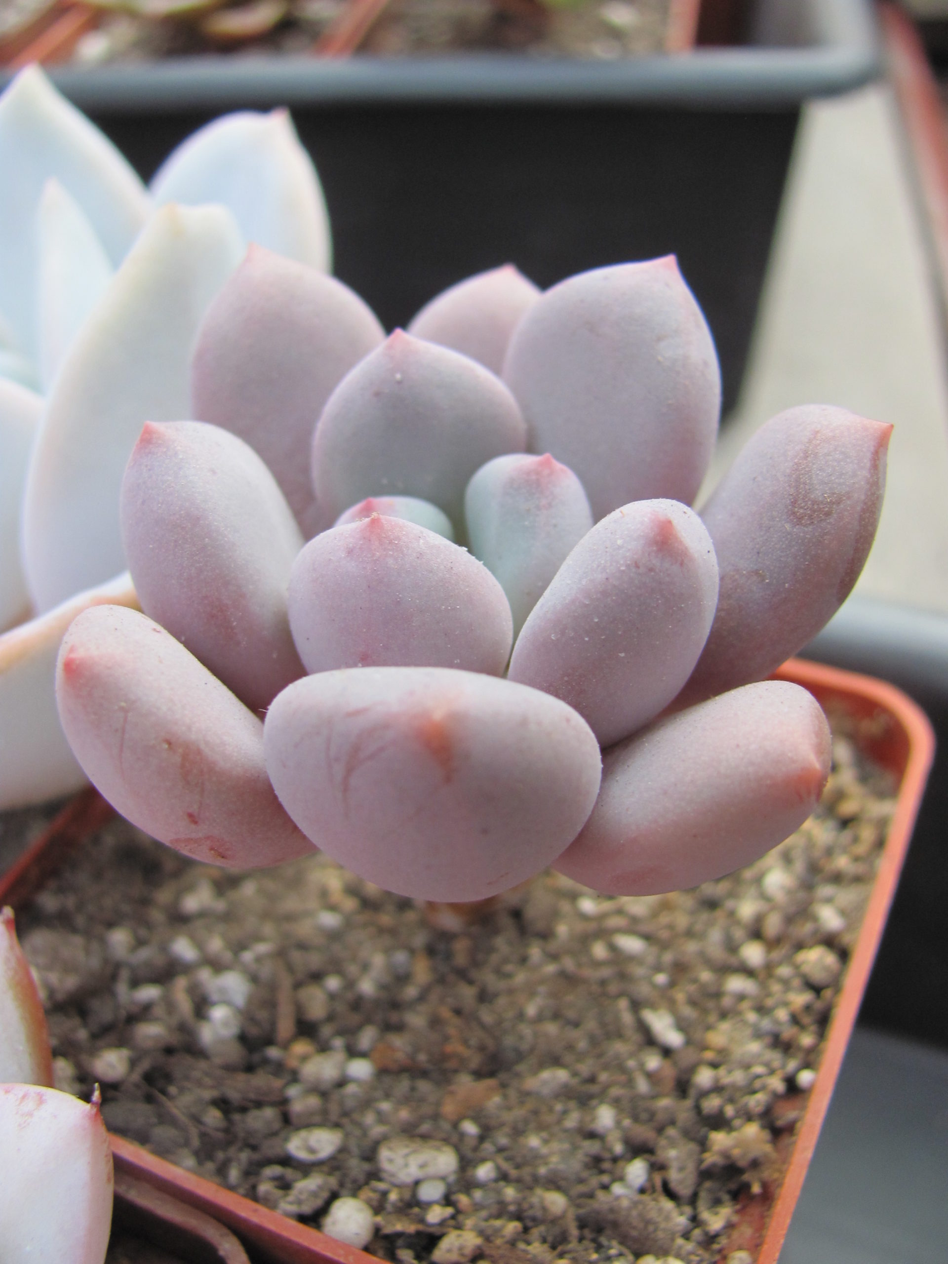 Pachyphytum oviferum   hybr.    #100
