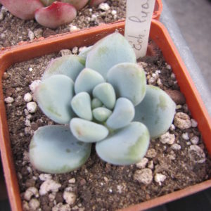 Echeveria   *luashen*   Korea
