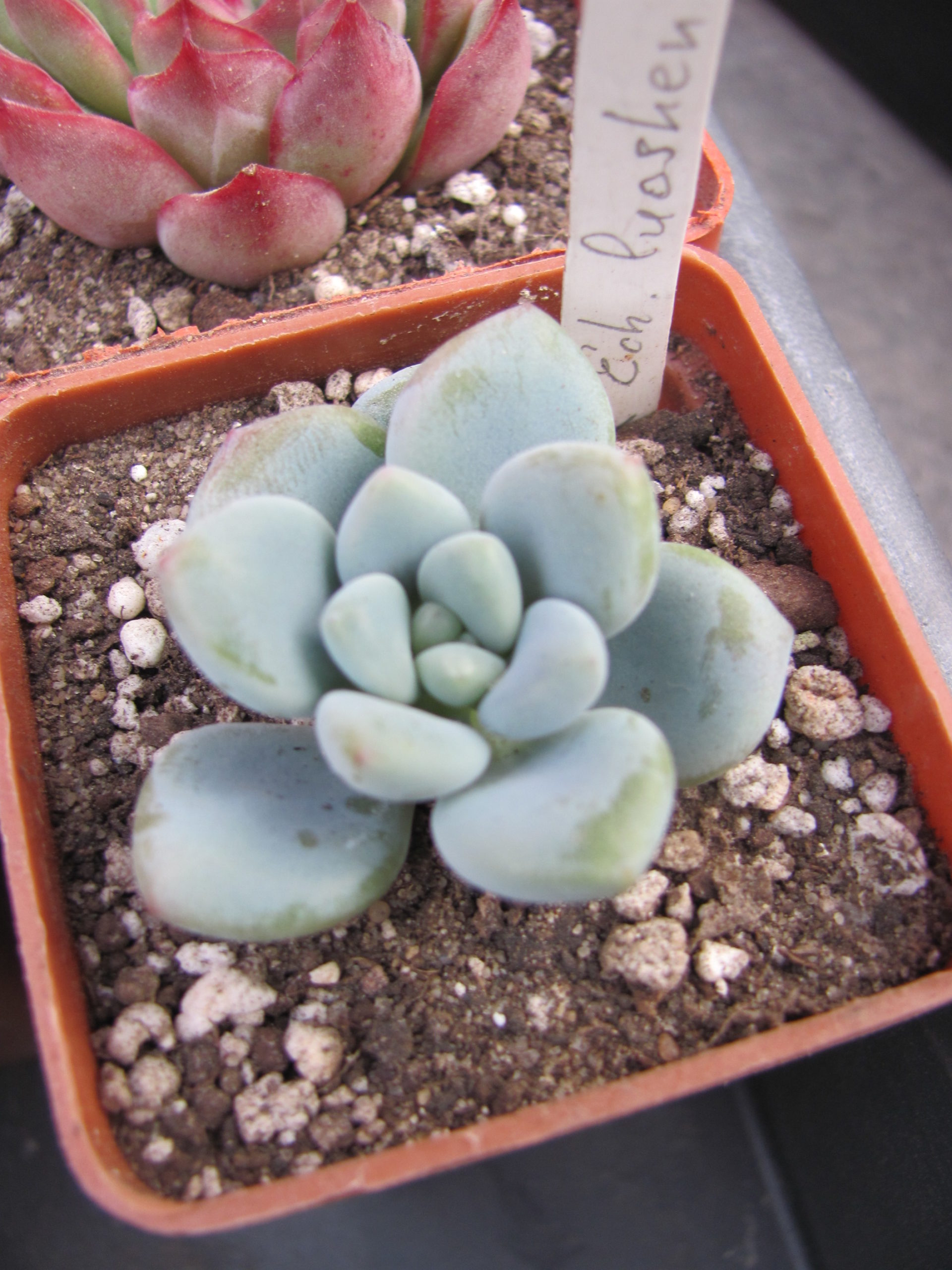 Echeveria *luashen* Korea