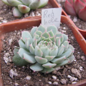 Echeveria  *Red Hole*     China