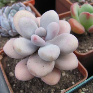 Pachyphytum Pink