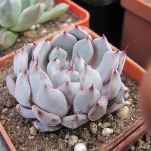 Echeveria    cuspidata  saragoza