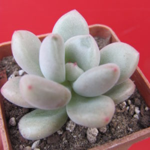 Echeveria Bill Gates
