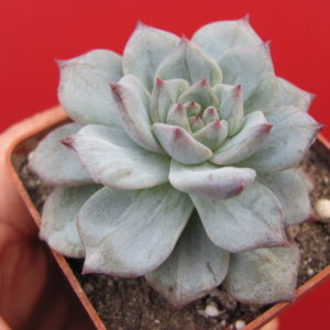 Echeveria Blue Bird variegata