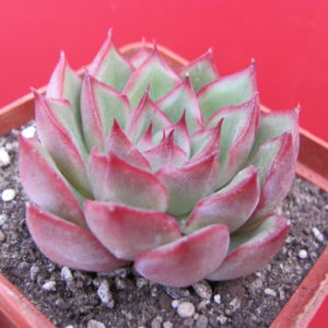 Echeveria  hybr.
