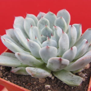 Echeveria cuspidata  gemmula