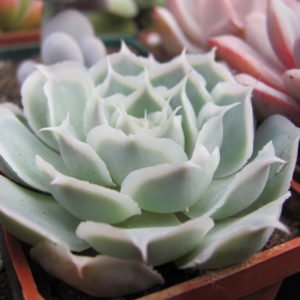 Echeveria Laguna Sanchez