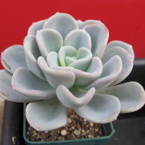 Echeveria  Orpet