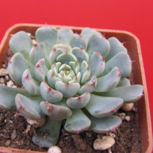Echeveria   minima