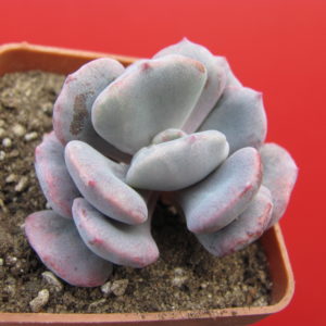 Echeveria Debbie  *Monstr*