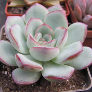 Echeveria Hercules