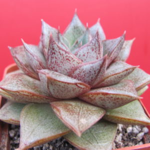 Echeveria    purpusorum  *White form*