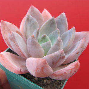 Echeveria Brumes