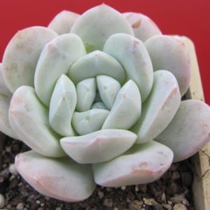 Echeveria  hybr.   #19