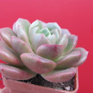 Echeveria hybr.