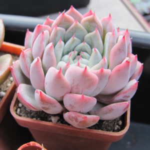 Echeveria   cuspidata zaragoza  hybr.