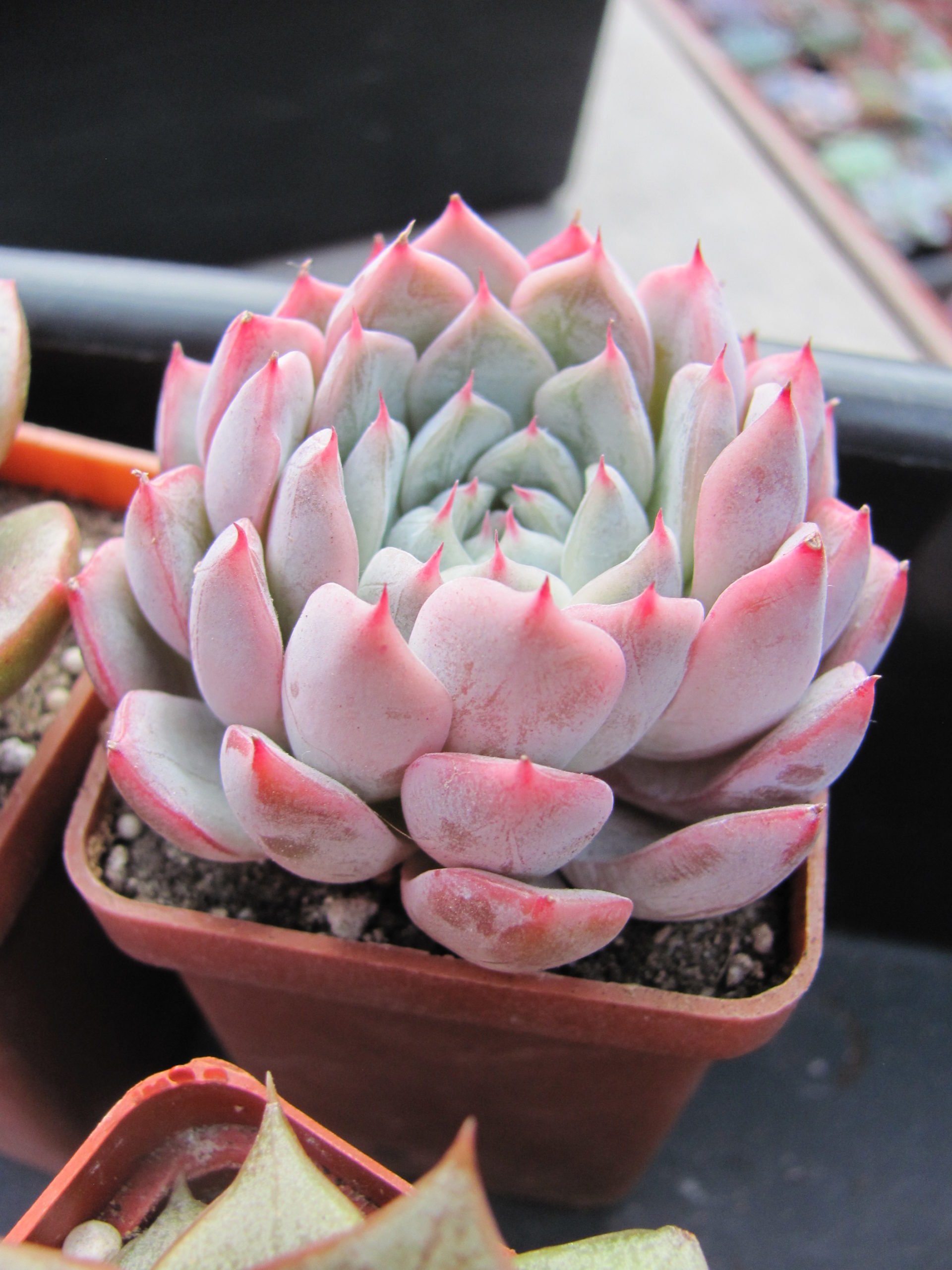Echeveria   cuspidata zaragoza  hybr.