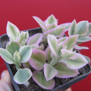 Artenia   cardifolia variegata
