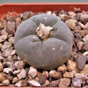 Lophophora-williamsii-10