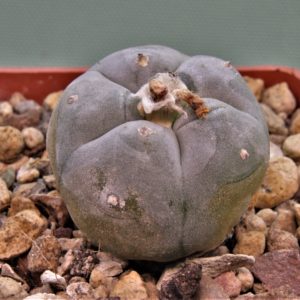 Lophophora-williamsii-11.