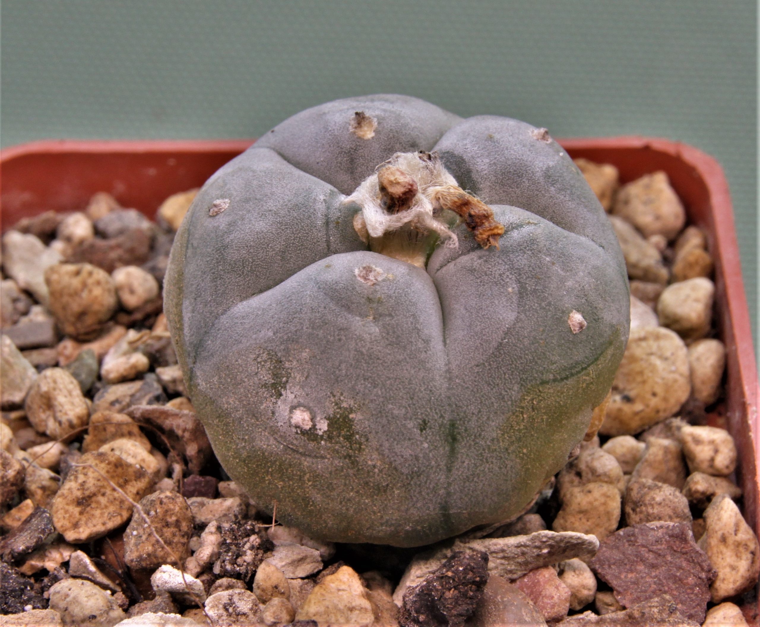 Lophophora-williamsii-11.