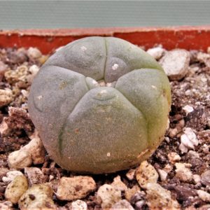 Lophophora-williamsii-7