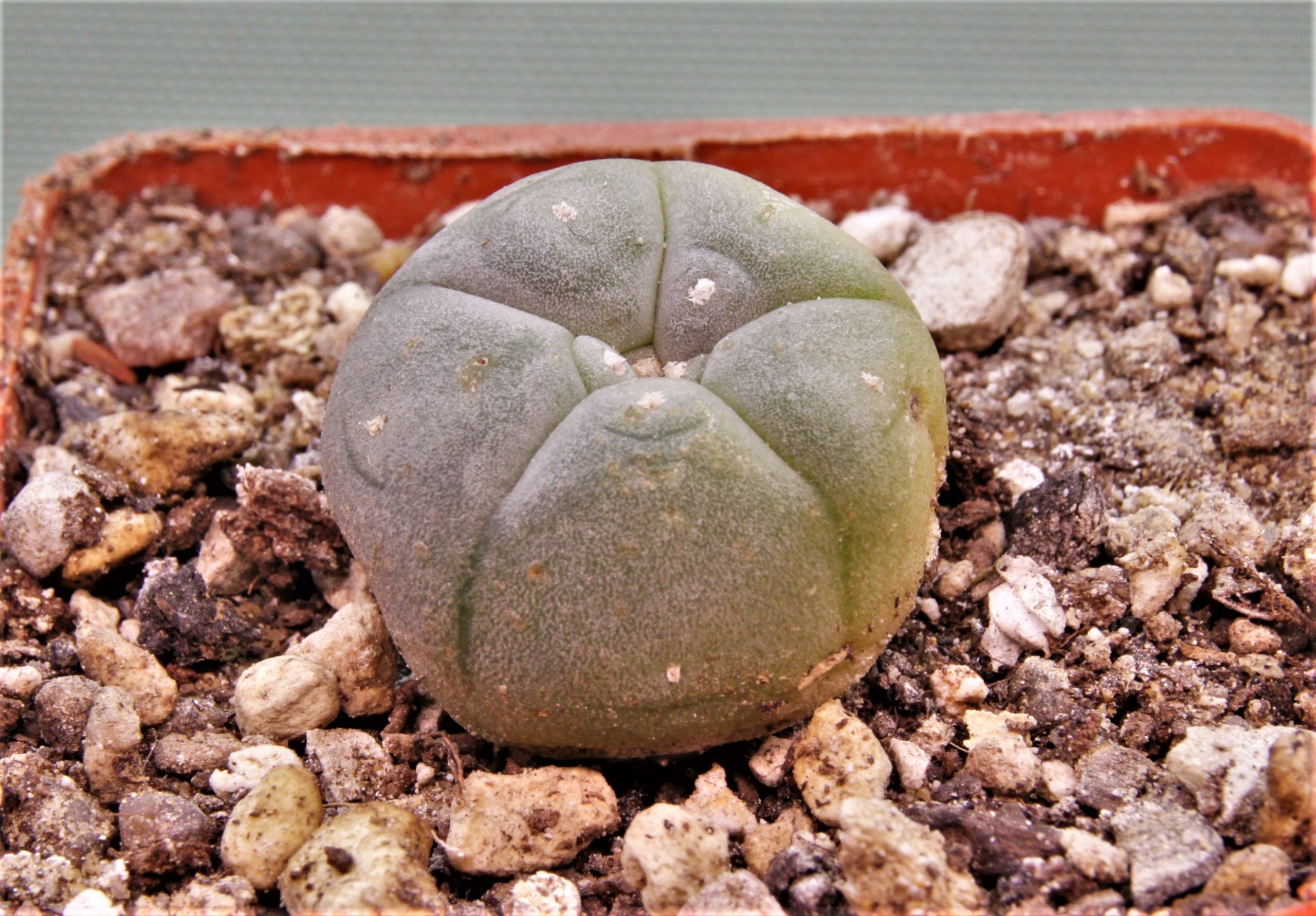 Lophophora-williamsii-7