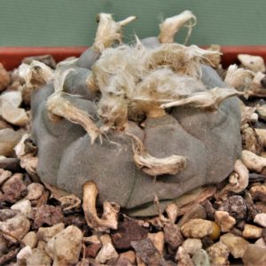 Lophophora-williamsii-PP869-4