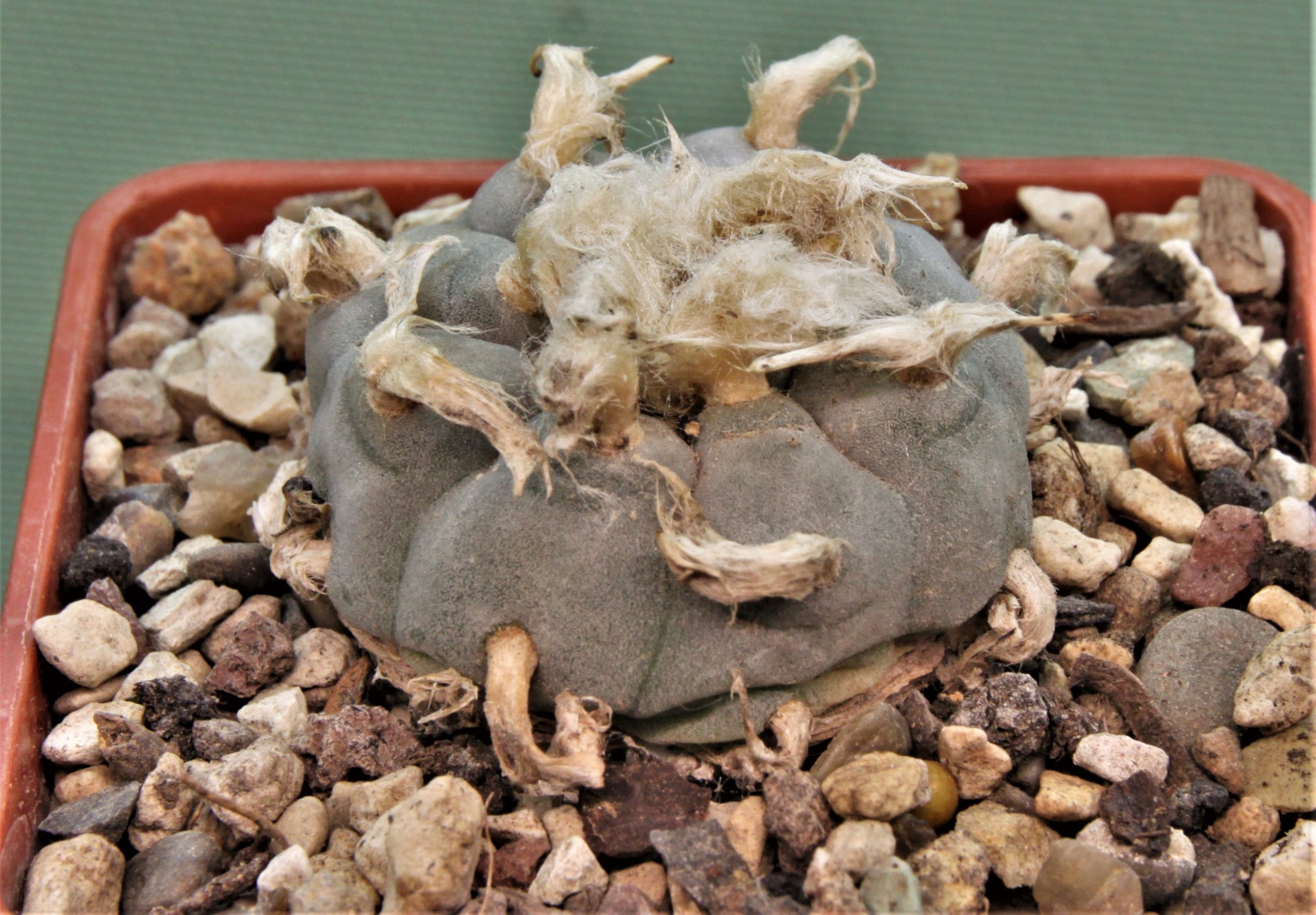Lophophora-williamsii-PP869-4
